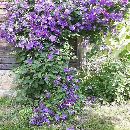 у тарнавских אורחן *