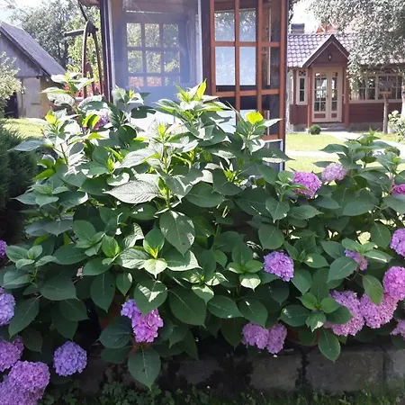 у тарнавских *