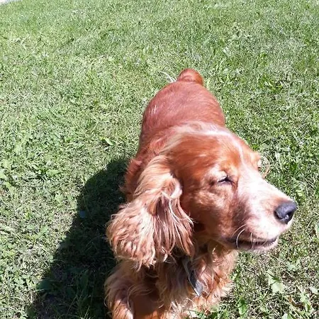 אורחן у тарнавских *