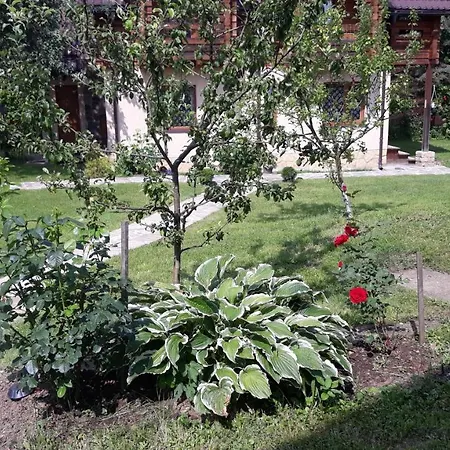 у тарнавских Mykulychyn